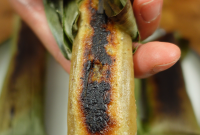 Tupig Roasted Sticky Rice: Filipino Bamboo-Grilled Dessert Recipe