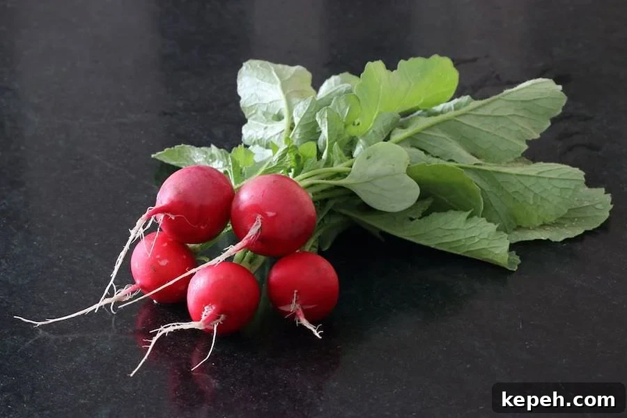 Spicy Mexican Pickled Radishes with Jalapeños and Lime 3 A bunch of five young spring radishes from the greenhouse