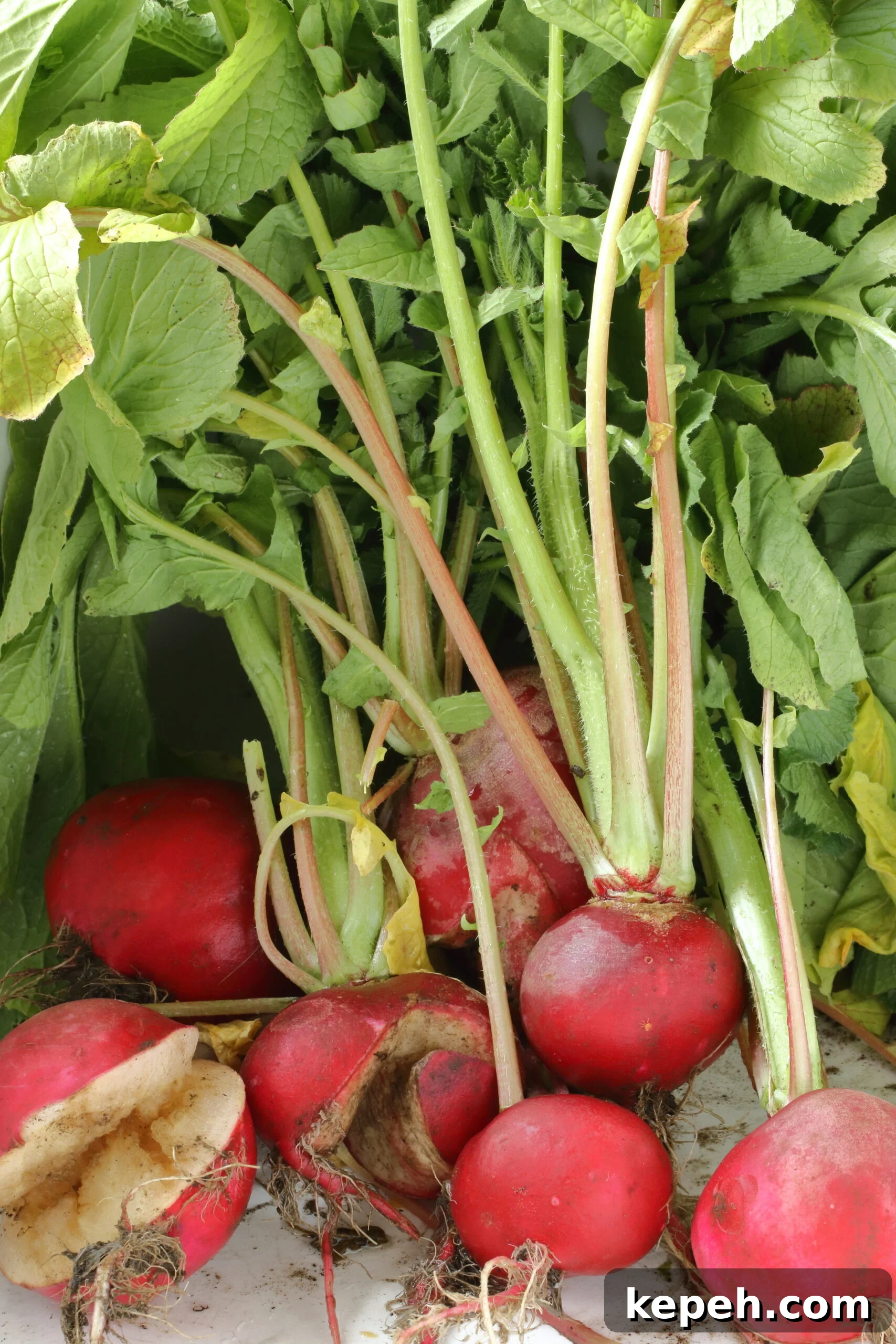 Spicy Mexican Pickled Radishes with Jalapeños and Lime 4 Fresh picked older radishes that grew in the greenhouse for a month