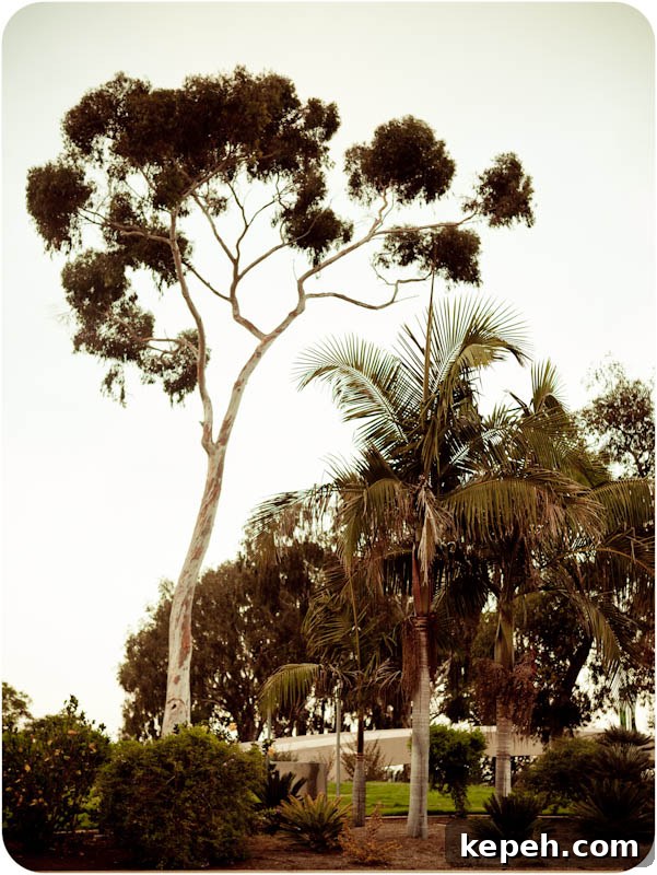 tree-4 San diego trees