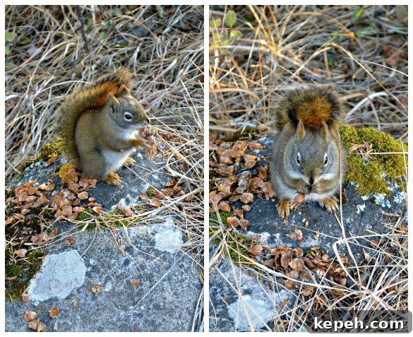 Cinnamon Roll Icebox Cookies Recipe for Quick Sweet Treats 5 Chipmunk Collage