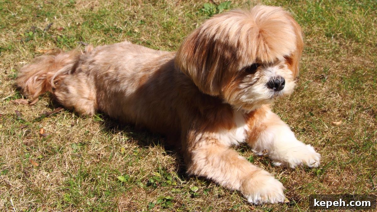 15 Dog Breeds Perfect for Companionship in Your Later Years 12 Lhasa Apso