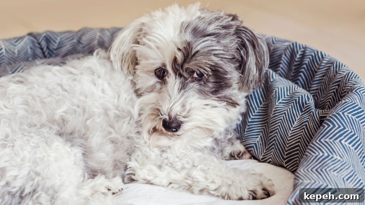 15 Dog Breeds Perfect for Companionship in Your Later Years 14 Havanese