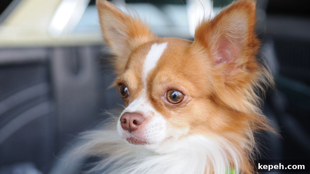 15 Dog Breeds Perfect for Companionship in Your Later Years 15 Chihuahua