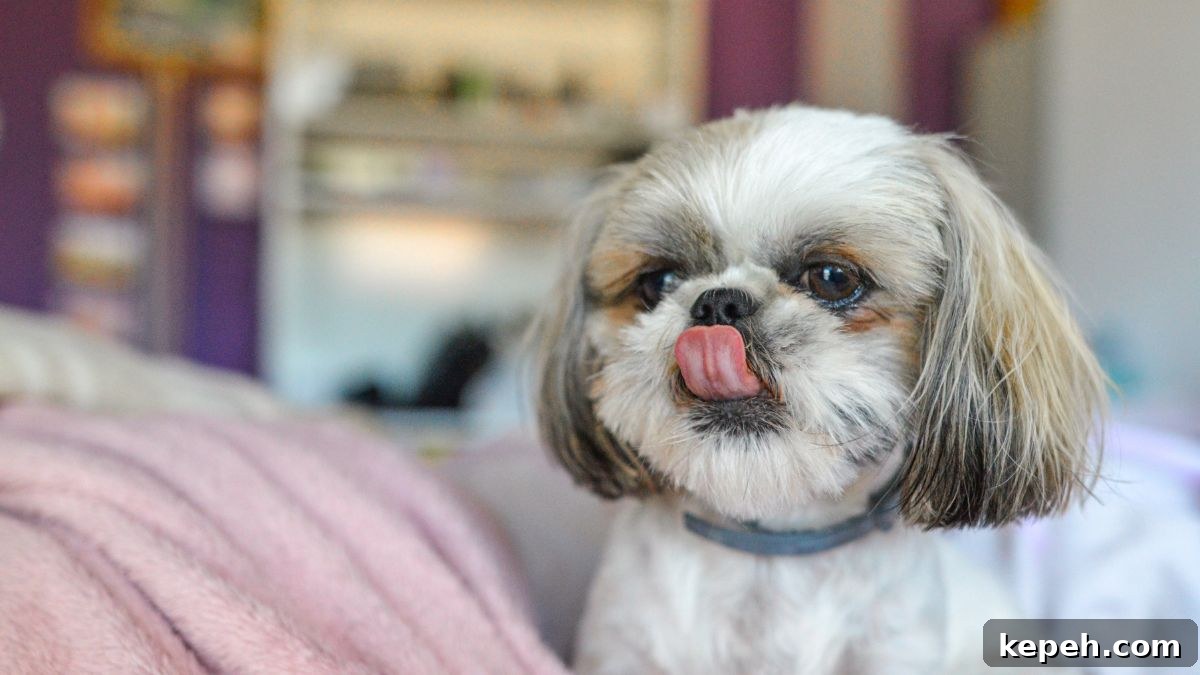15 Dog Breeds Perfect for Companionship in Your Later Years 3 Shih Tzu
