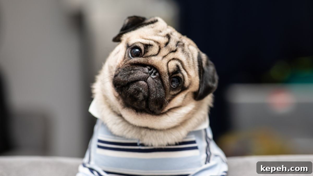 15 Dog Breeds Perfect for Companionship in Your Later Years 4 Pug