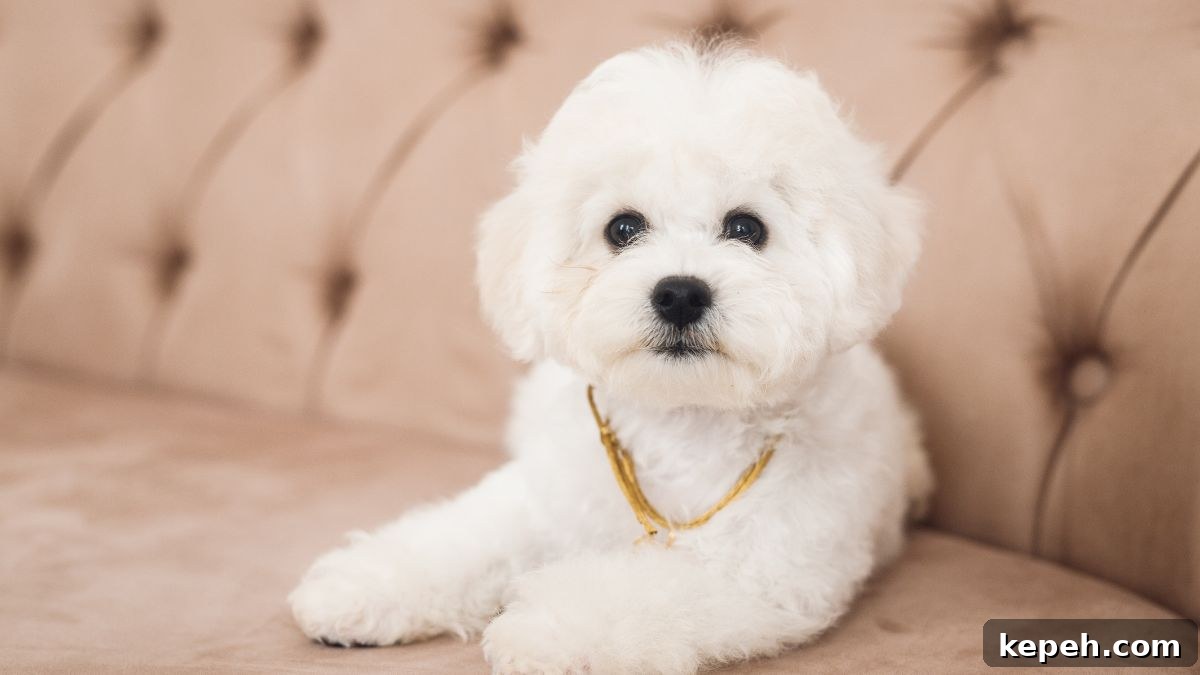 15 Dog Breeds Perfect for Companionship in Your Later Years 5 Bichon Frise