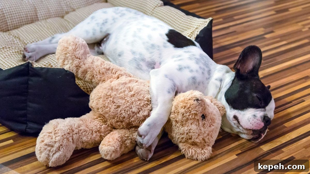 15 Dog Breeds Perfect for Companionship in Your Later Years 6 French Bulldog