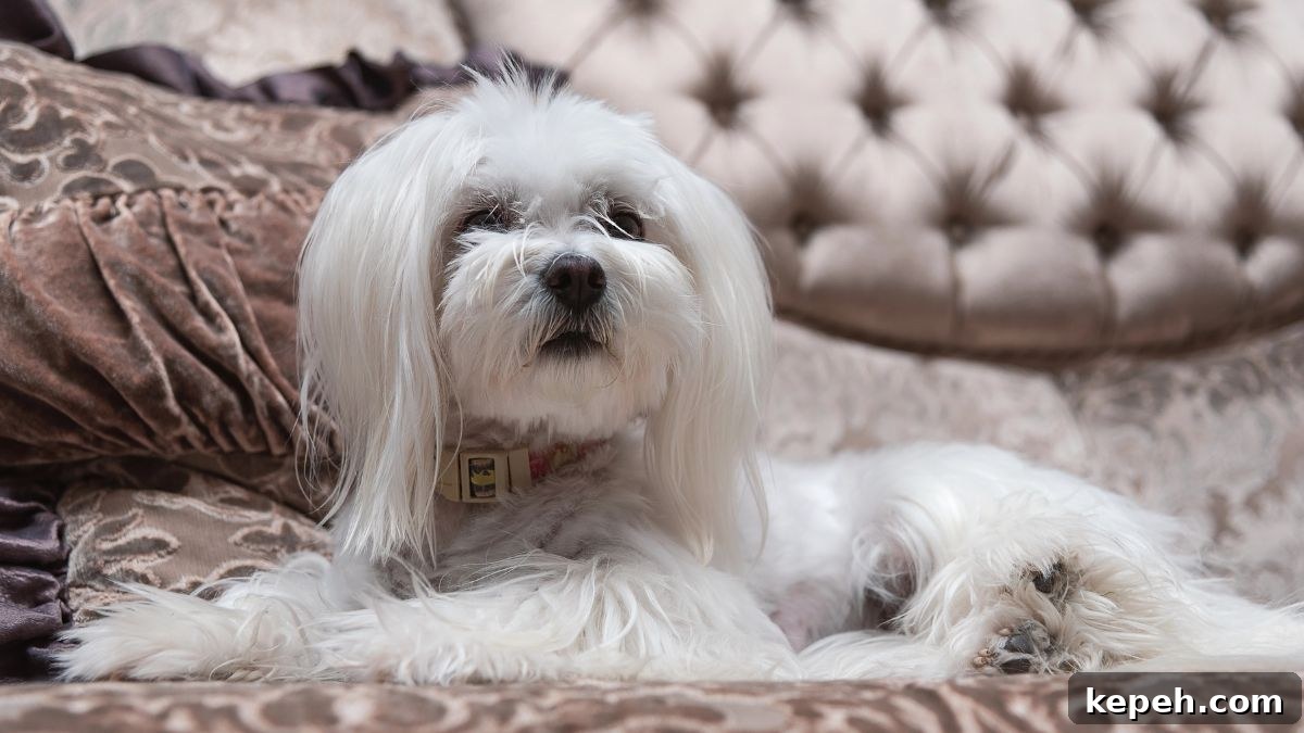 15 Dog Breeds Perfect for Companionship in Your Later Years 7 Maltese