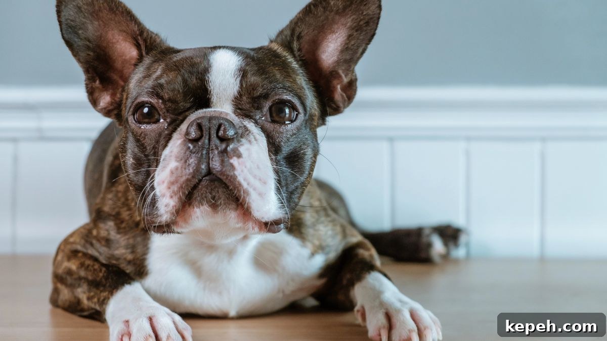 15 Dog Breeds Perfect for Companionship in Your Later Years 8 Boston Terrier