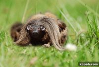 Welsh Haggis Recipe with a London Twist: Modern Scottish Dish