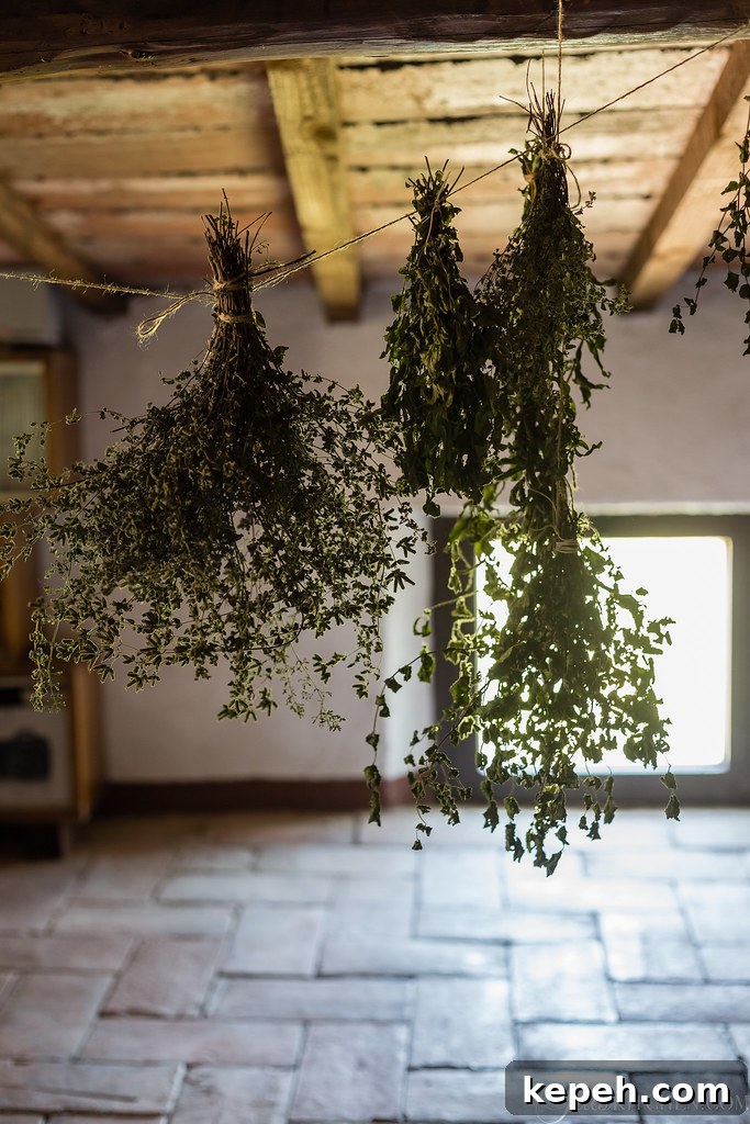 Herbs Herbs