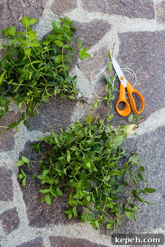 Herbs Herbs