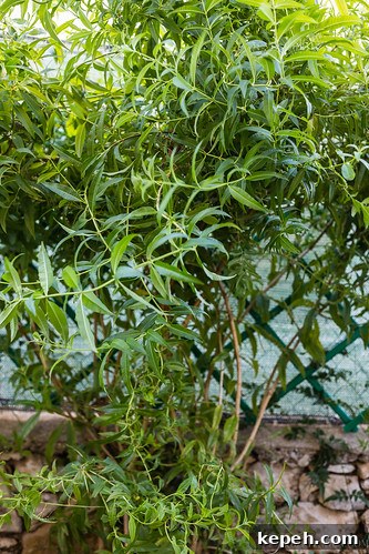 Herbs Herbs
