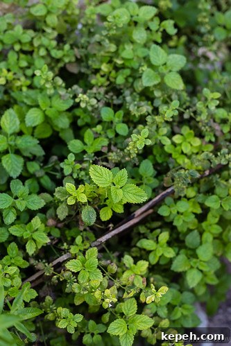 Herbs
